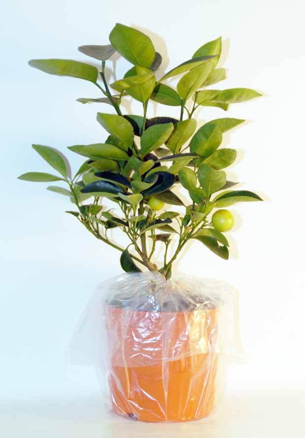 Collection de 3 mini-fruitiers pour terrasses méditerranéennes - Aménager un balcon au soleil - Citrus reticulata, Ficus carica Brogiotto , Citrus