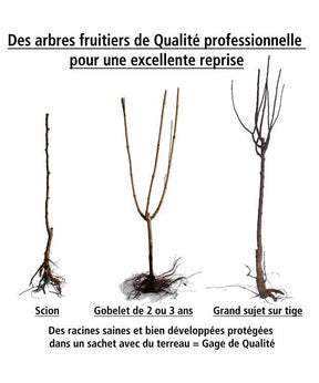 Amandier autofertile All in One (scion) - Plantes - Prunus dulcis All in One