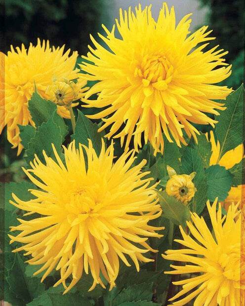 Dahlia cactus nain Yellow Happiness - Bulbes à fleurs - Dahlia Yellow Happiness