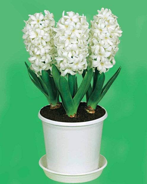 3 Jacinthes préparées blanches + pot blanc - Jacinthe d intérieur - Hyacinthus