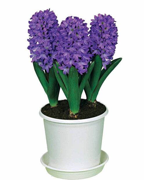 3 Jacinthes préparées bleues + pot blanc - Jacinthe d intérieur - Hyacinthus