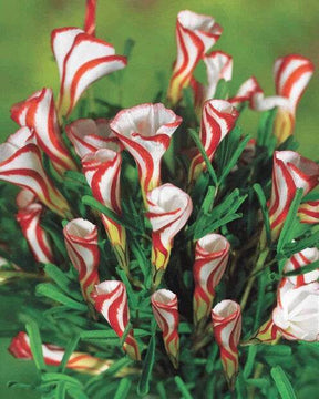 10 Oxalis striés - Bulbes à fleurs - Oxalis versicolor
