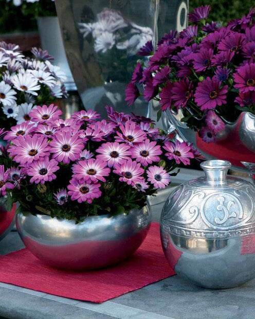 Collection de Marguerites du Cap : pourpre, rose blanc, blanc - Fleurs vivaces - Osteospermum margarita Purple , Pink flave , white 