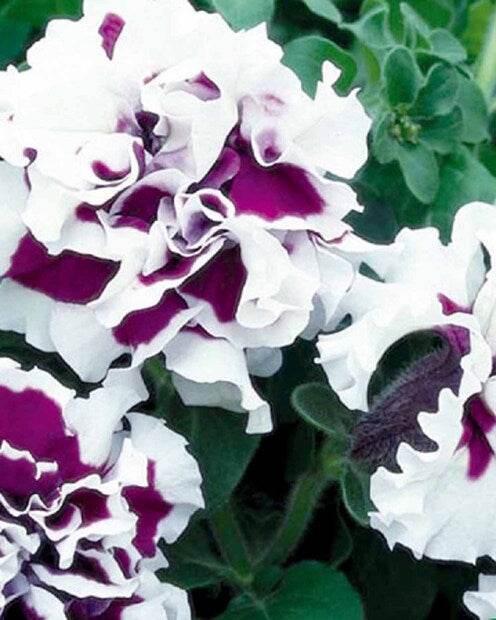 Pétunia à fleurs doubles Purple Pirouette F1 - Graines de fleurs - Petunia x multiflora