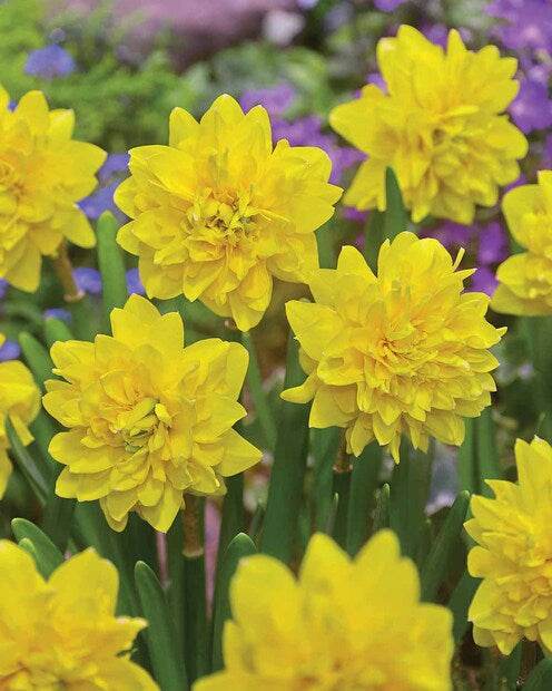 10 Narcisses Tête à Tête doubles - Bulbes à fleurs - Narcissus Tête à Tête