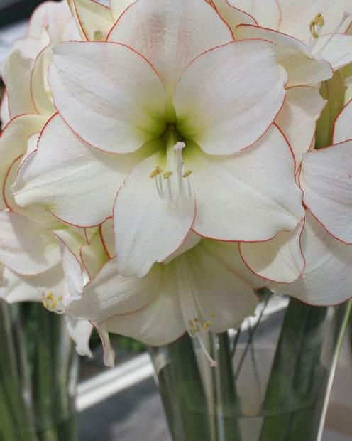 Amaryllis Picotee - Bulbes à fleurs - Hippeastrum picotee