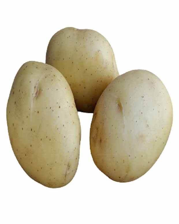 Pomme de terre Vitabella Bio - Bulbes potagers et tubercules - Solanum tuberosum Vitabella