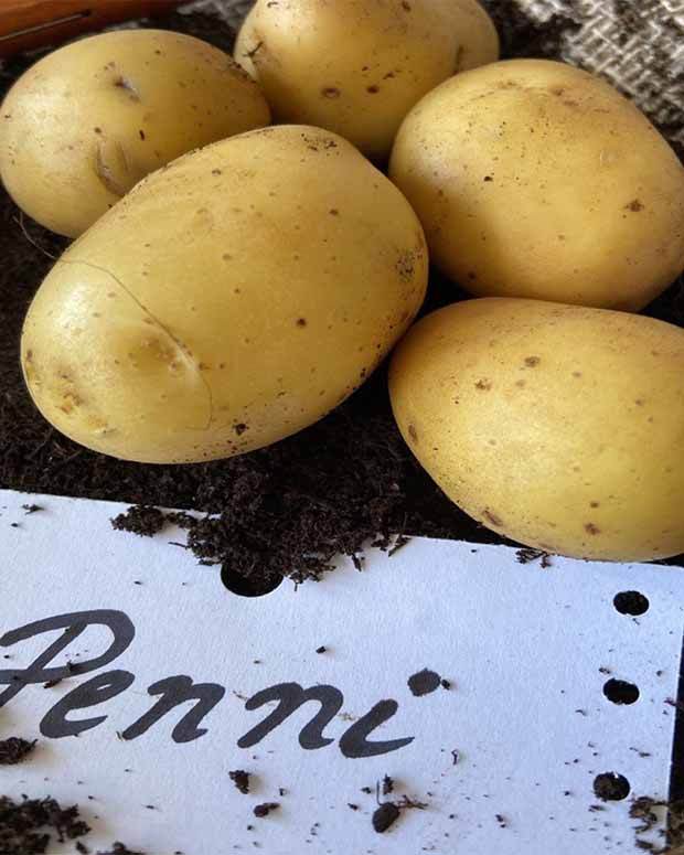 Pomme de terre Penni Bio - jardins - Solanum tuberosum Penni
