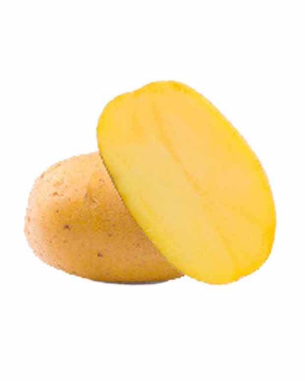 Pomme de terre Goldmarie Bio - Bulbes potagers et tubercules - Solanum tuberosum Goldmarie