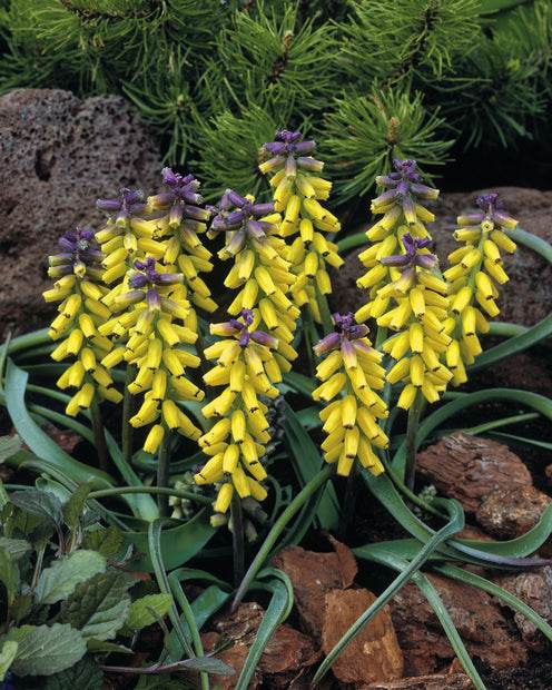 5 Muscaris jaune Golden Fragrance - Bulbes à fleurs - Muscari macrocarpum Golden Fragrance 