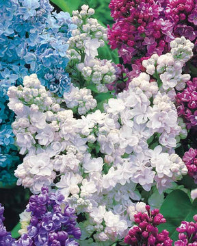 Collection de 4 lilas doubles (1 bleu +1 rouge + 1 lilas + 1 blanc) - jardins - Syringa vulgaris