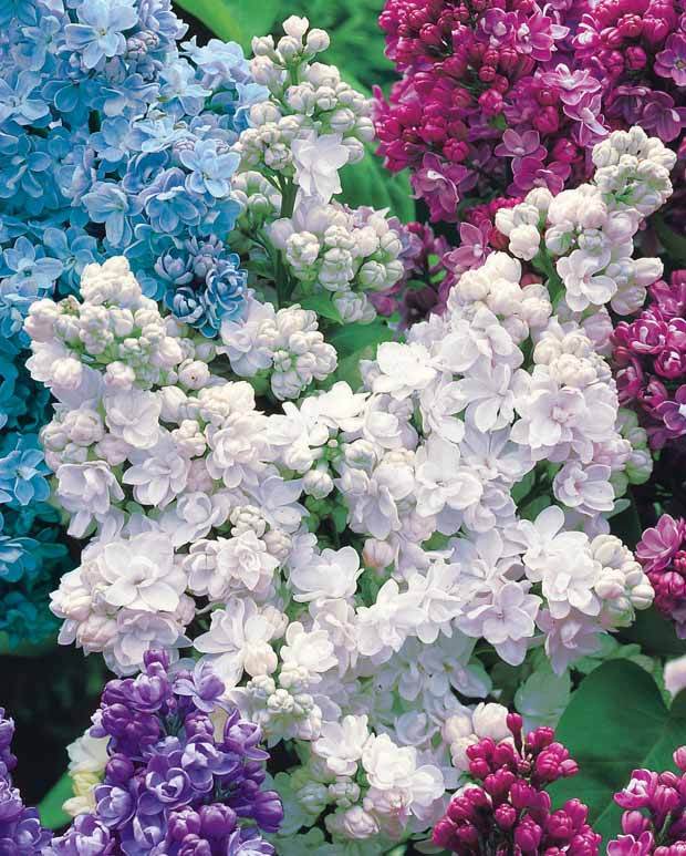 Collection de 4 lilas doubles (1 bleu +1 rouge + 1 lilas + 1 blanc) - jardins - Syringa vulgaris