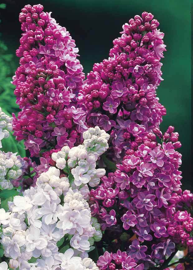 Collection de 4 lilas doubles (1 bleu +1 rouge + 1 lilas + 1 blanc) - Lilas et lilas des Indes - Syringa vulgaris