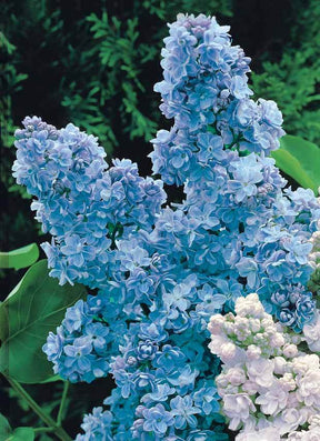 Collection de 4 lilas doubles (1 bleu +1 rouge + 1 lilas + 1 blanc) - Arbustes - Syringa vulgaris
