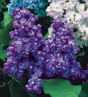 Collection de 4 lilas doubles (1 bleu +1 rouge + 1 lilas + 1 blanc) - Plantes - Syringa vulgaris