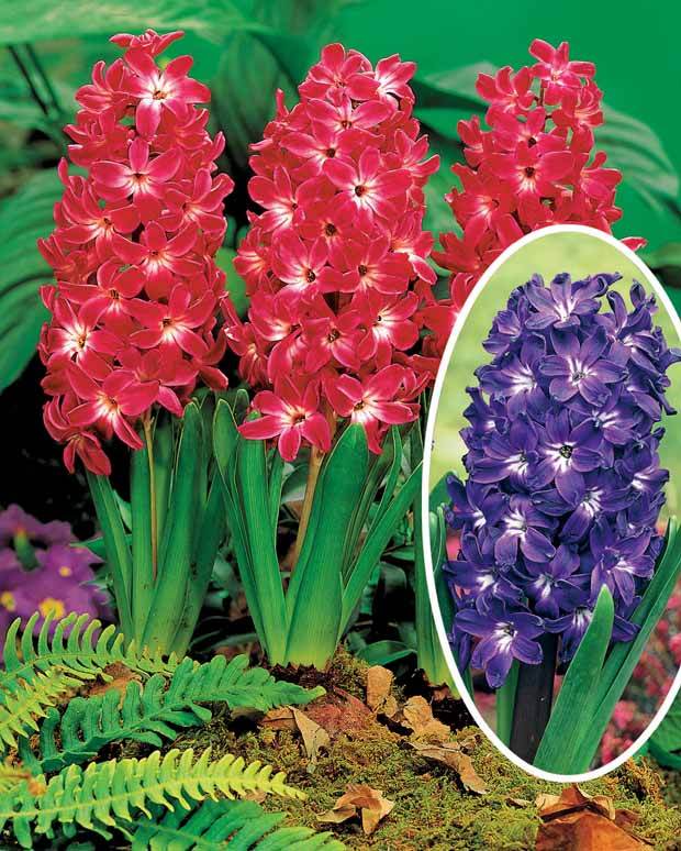 Coll. de 10 Jacinthes à coeurs blancs (5 Blue Magic + 5 Red Magic) - Bulbes à fleurs - Hyacinthus Blue Magic , Red Magic 