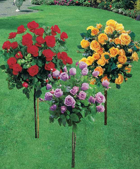 Collection de 3 Rosiers sur tige (Sunsilk, Dame de Coeur, Walztime) - Plantes - Rosa Sunsilk , Dame de Coeur , Walztime 