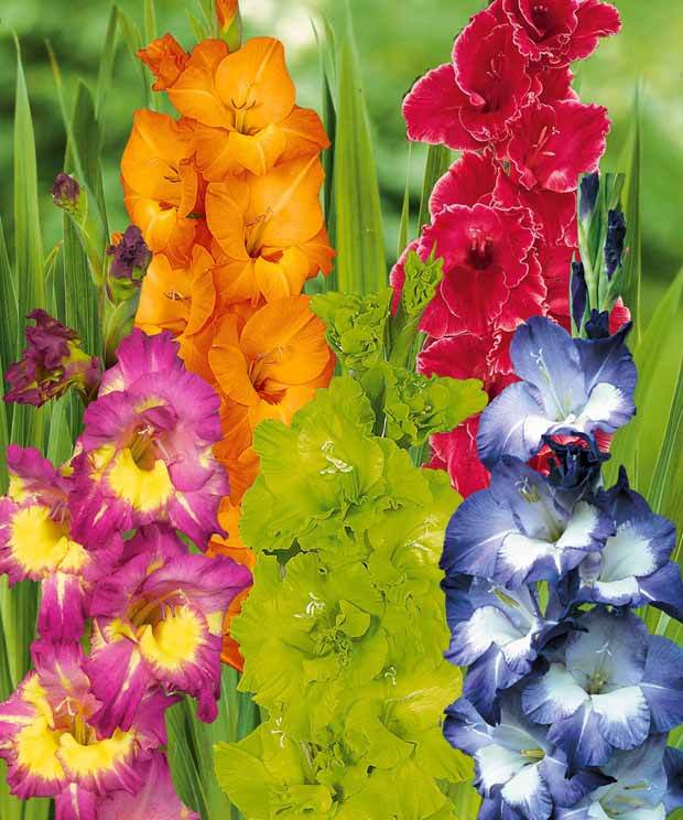 Glaïeuls pour un jardin multicolore en mélange - Bulbes à fleurs - Gladiolus Nori , Green Star , Manteca , After S