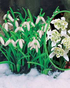 Collection de Perce-neige doubles et simples - Bulbes à fleurs - Galanthus nivalis