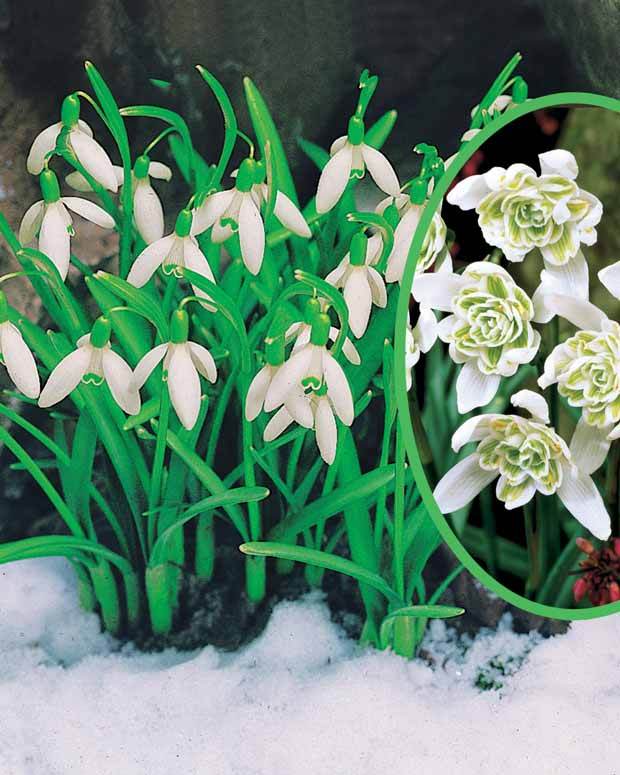 Collection de Perce-neige doubles et simples - Bulbes à fleurs - Galanthus nivalis