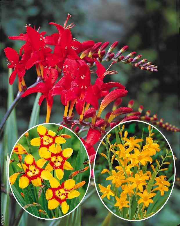 Collection de 45 Crocosmias (15 bicolores + 15 rouges + 15 jaunes) - Bulbes à fleurs - Crocosmia Norwich Canary , Emily McKenzie , Luc