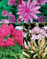 Collection de 8 plantes vivaces roses pour un jardin d ombre - Aménager un jardin fleuri toute l année - Filipendula purpurea Elegans, Astrantia Major rosea, Hosta