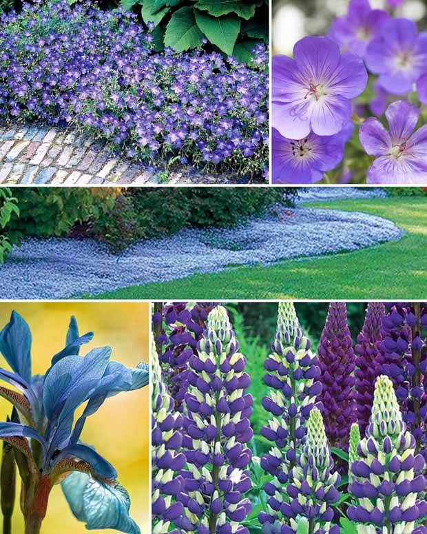 Collection de plantes vivaces à fleurs bleues - Jardin en ville - Isotoma fluviatilis, Lupinus, Iris sibirica, Geranium himalayense