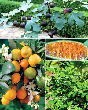 Collection de 3 mini-fruitiers pour terrasses méditerranéennes - Aménager jardin méditerranéen - Citrus reticulata, Ficus carica Brogiotto , Citrus