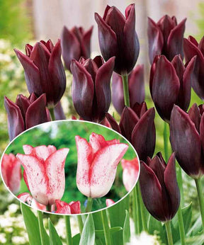 Coll. 20 tulipes à longues tiges (10 Havran + 10 Beauty trend) - Bulbes à fleurs - Tulipa Havran , Beauty trend 