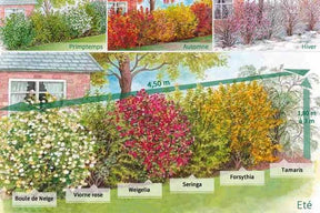 Collection Haie des quatre saisons- 18 arbustes EXTRA (3/5 branches) - jardins - Viburnum opulus roseum, Viburnum bodnantense Dawn, Weigelia Bristo