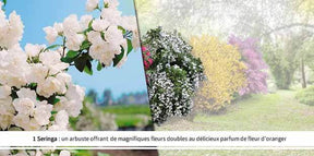 Collection Haie des quatre saisons- 18 arbustes EXTRA (3/5 branches) - Plantes - Viburnum opulus roseum, Viburnum bodnantense Dawn, Weigelia Bristo