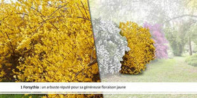 Collection Haie des quatre saisons- 18 arbustes EXTRA (3/5 branches) - Arbustes - Viburnum opulus roseum, Viburnum bodnantense Dawn, Weigelia Bristo