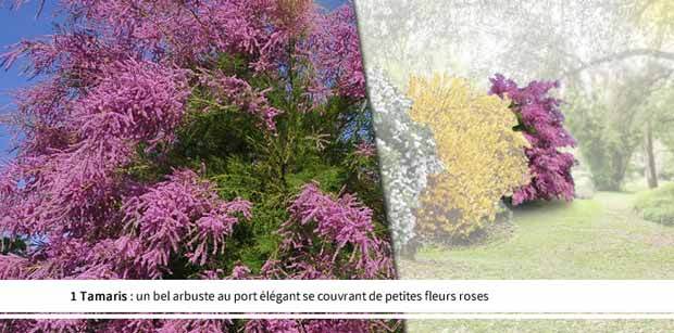 Collection Haie des quatre saisons- 18 arbustes EXTRA (3/5 branches) - Collections d arbustes - Viburnum opulus roseum, Viburnum bodnantense Dawn, Weigelia Bristo