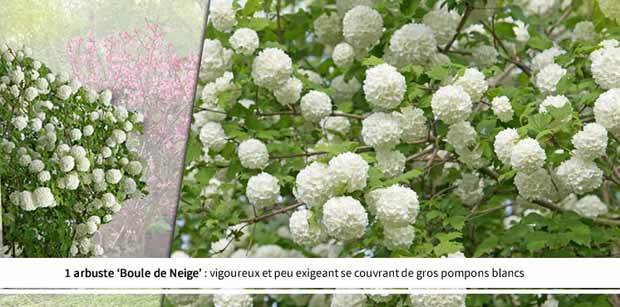 Collection Haie des quatre saisons- 18 arbustes EXTRA (3/5 branches) - jardins - Viburnum opulus roseum, Viburnum bodnantense Dawn, Weigelia Bristo