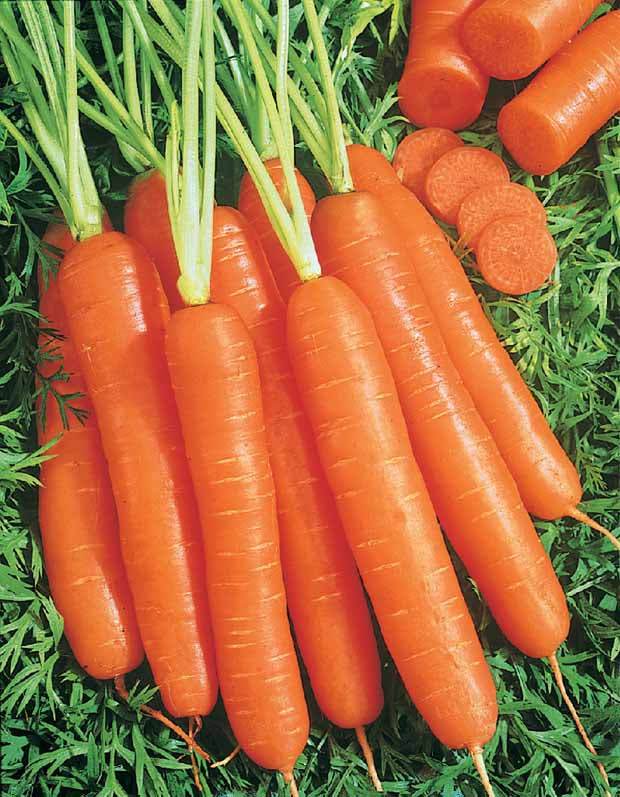 Carotte Longue lisse de Meaux (200 g enrobées) - Graines de fruits et légumes - Daucus carota Longue lisse de Meaux