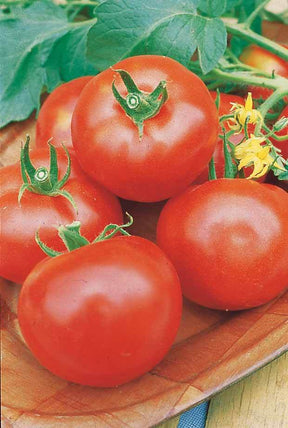 3 Plants Tomate Pyros F1 - jardins - Solanum lycopersicum Pyros F1