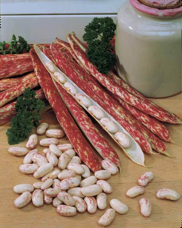 Haricot nain Blason (Obt Gautier) - Graines de fruits et légumes - Phaseolus vulgaris nain Blason (Obt Gautier)
