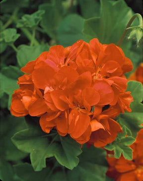 Géranium à massif orange F1 - Graines de fleurs - Pelargonium zonal orange F1