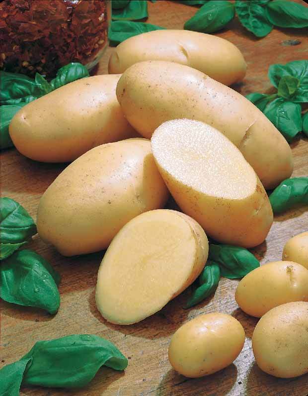 Pomme de terre Belle de Fontenay - Bulbes potagers et tubercules - Solanum tuberosum Belle de Fontenay
