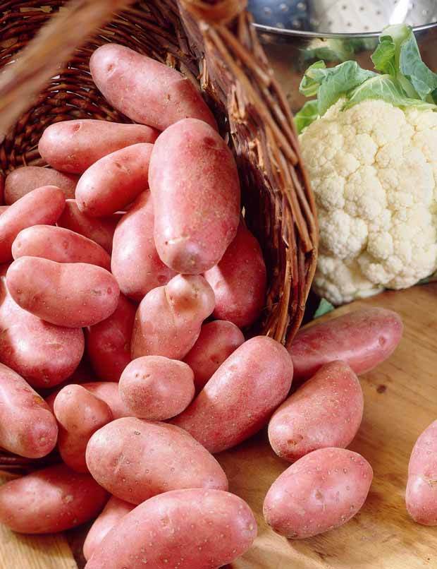 Collection de pommes de terre : Amandine, Jeannette, Blanche - jardins - Solanum tuberosum Amandine , Jeannette , Blanche 