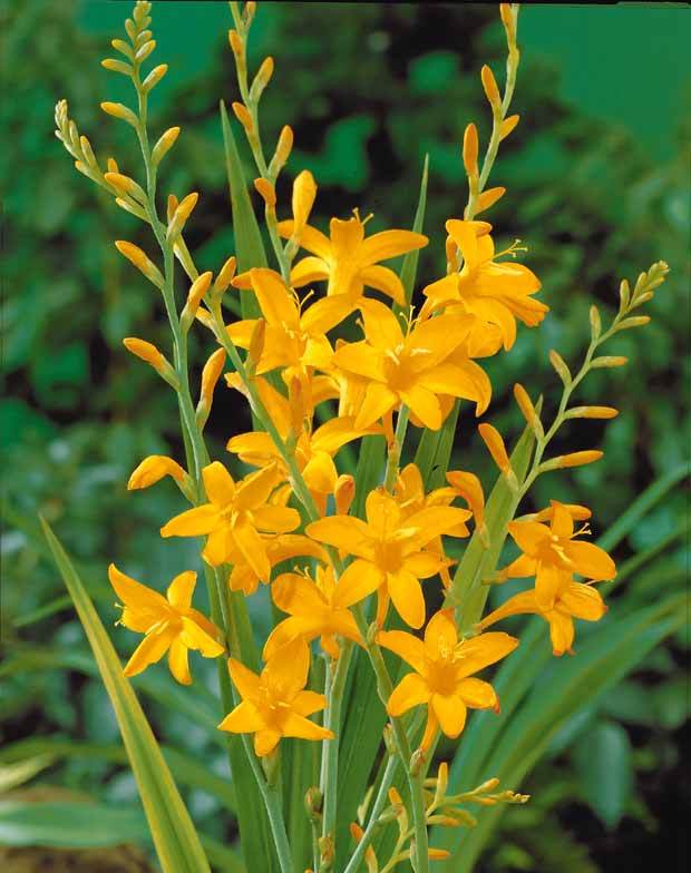 15 Crocosmias jaunes - Bulbes à fleurs - Crocosmia Norwich Canary