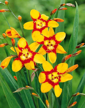 Collection de 45 Crocosmias (15 bicolores + 15 rouges + 15 jaunes) - jardins - Crocosmia Norwich Canary , Emily McKenzie , Luc