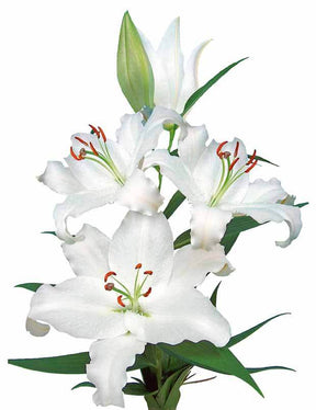 3 Lis orientaux Nova Zembla - Bulbes à fleurs - Lilium orientalis Nova Zembla