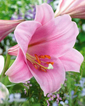 3 Lis Trompette Chant de cloche - Bulbes à fleurs - Lilium longiflorum x orientalis Bell Song