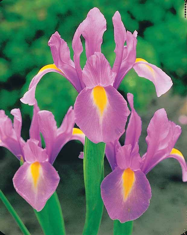 10 Iris de Hollande Rosario - Bulbes à fleurs - Iris hollandica Rosario
