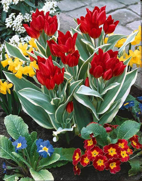 10 Tulipes Unicum - Bulbes à fleurs - Tulipa praestans Unicum