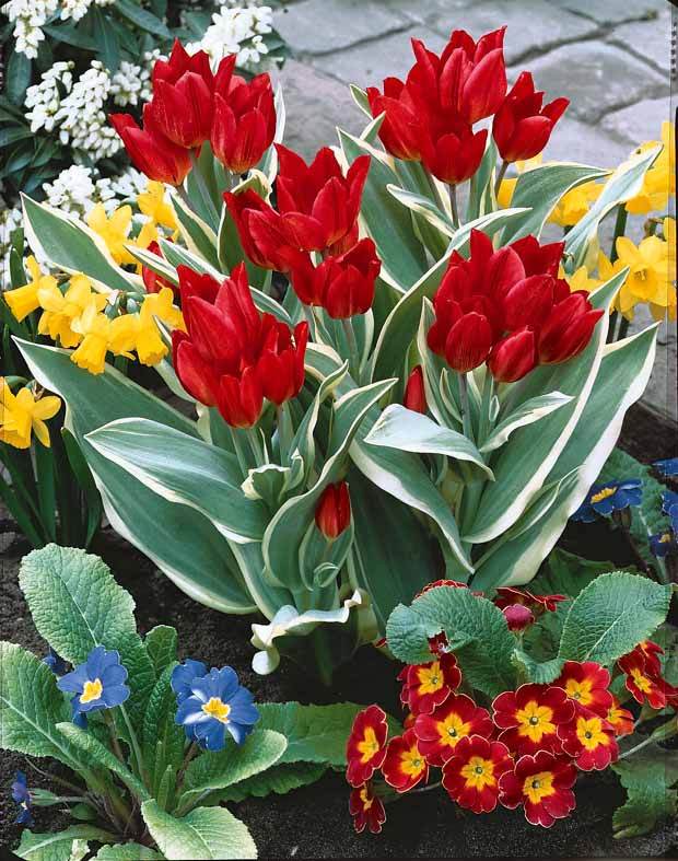 10 Tulipes Unicum - Bulbes à fleurs - Tulipa praestans Unicum
