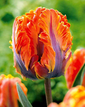 10 Tulipes perroquet Princesse Irène - Bulbes à fleurs - Tulipa Princes Irene Parrot