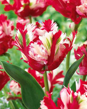 10 Tulipes perroquet Estella Rijnveld - Bulbes à fleurs - Tulipa Estella Rijnveld