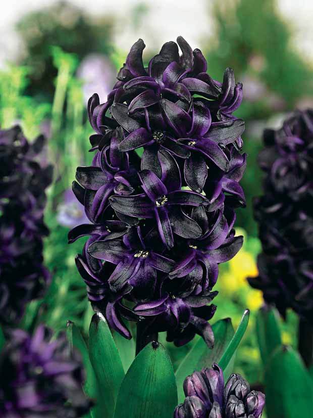 3 Jacinthes noires Dark Dimension - Bulbes à fleurs - Hyacinthus orientalis Dark Dimension